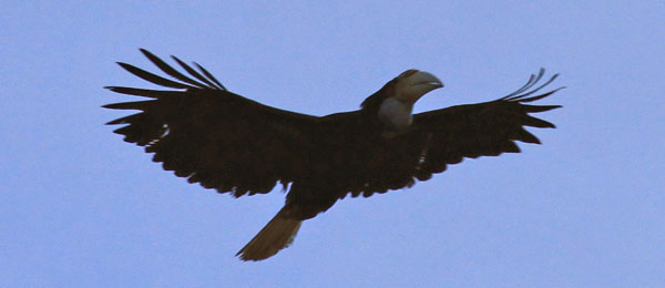 Bushy Crested Hornbill